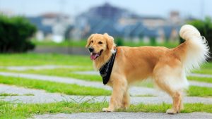 7 Best Dog Breeds for Families
