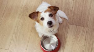 How to Make a Balanced Homemade Diet for Your Dog