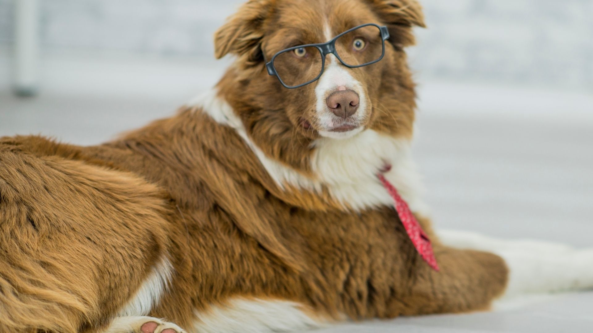 The Top 10 Smartest Dog Breeds