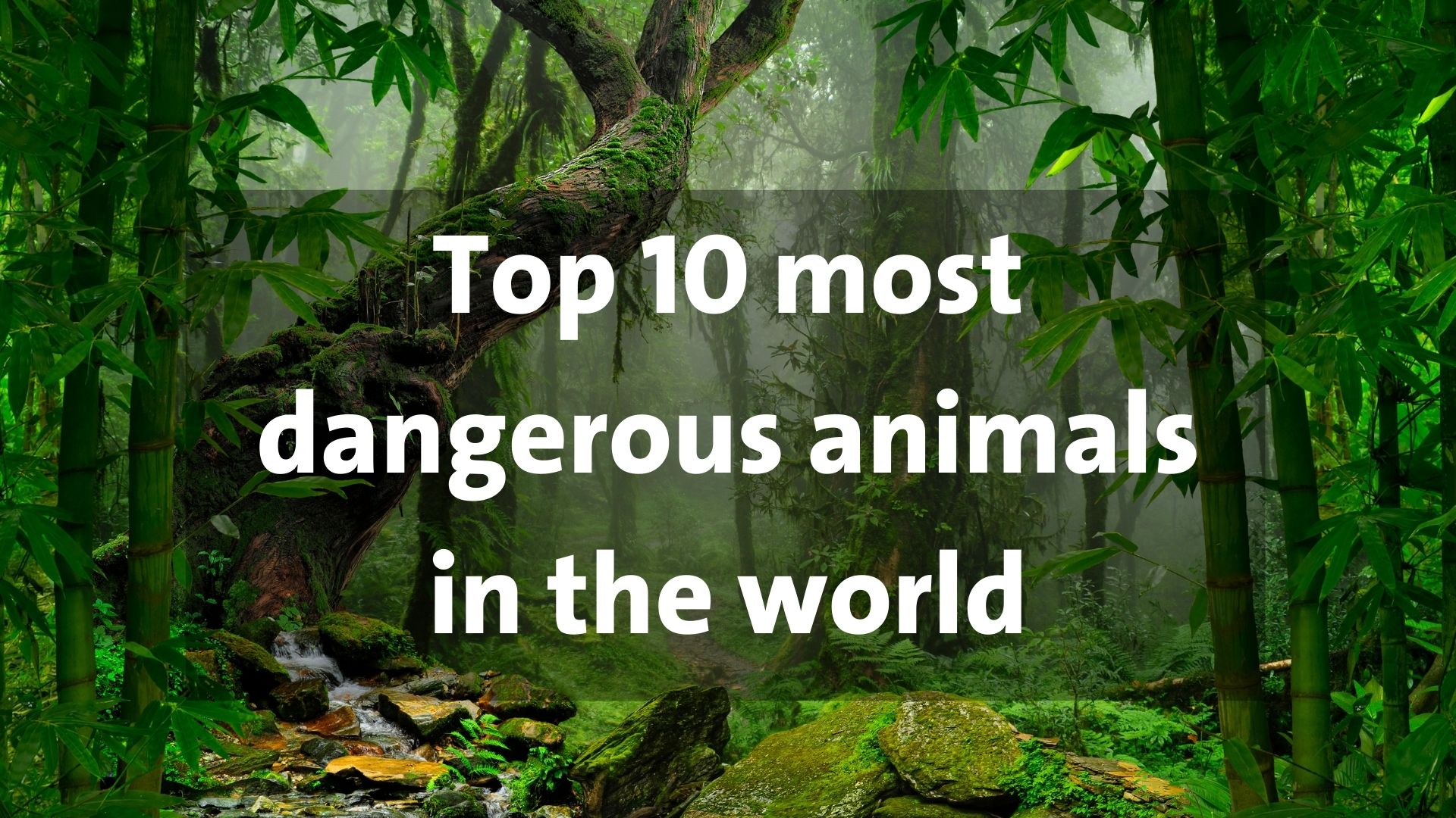 Top 10 most dangerous animals in the world