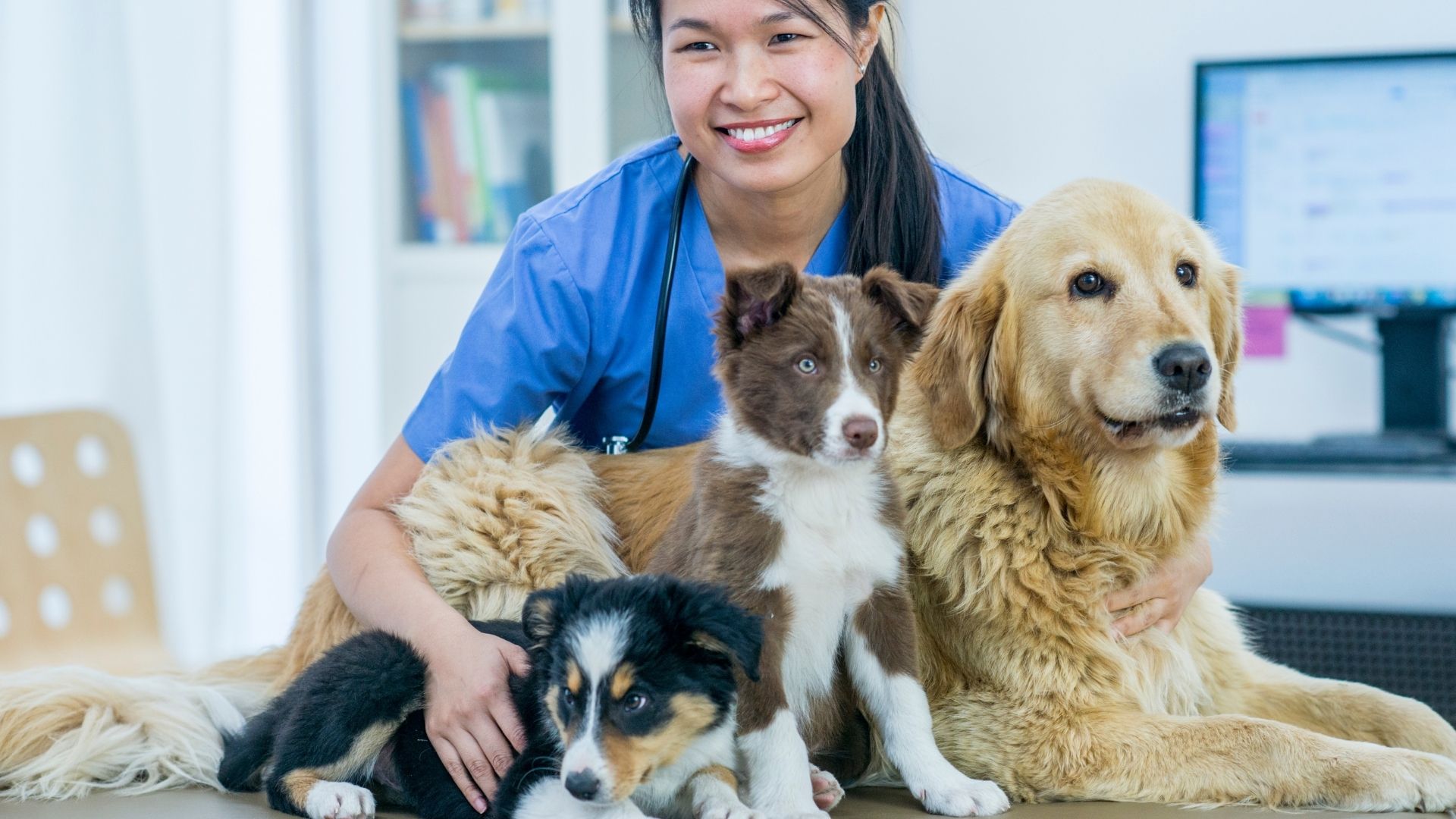The importance of pet insurance